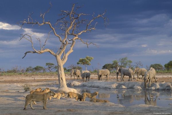 Hotel Belmond Safaris (Maun)